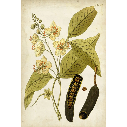 Horticultural Specimen II - Wrapped Canvas Painting
