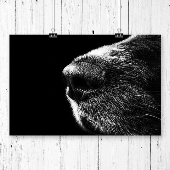 'Dog Nose Snout' Graphic Art