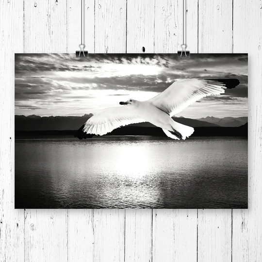 'Seagull Bird' Photographic Print