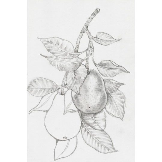 Fruit-Bearing Branch III by Timothy O' Toole - Wrapped Canvas Drawing