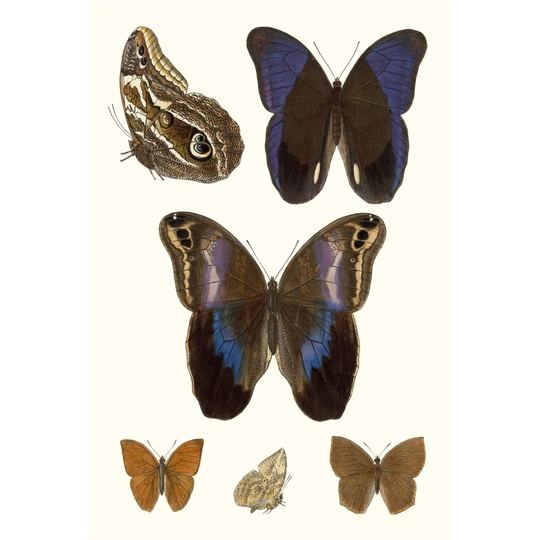 Violet Butterflies IV - Wrapped Canvas Graphic Art