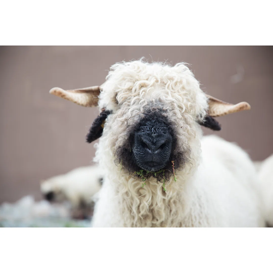 Valais Blacknose Sheep in Zermatt, Swiss - Wrapped Canvas Photograph