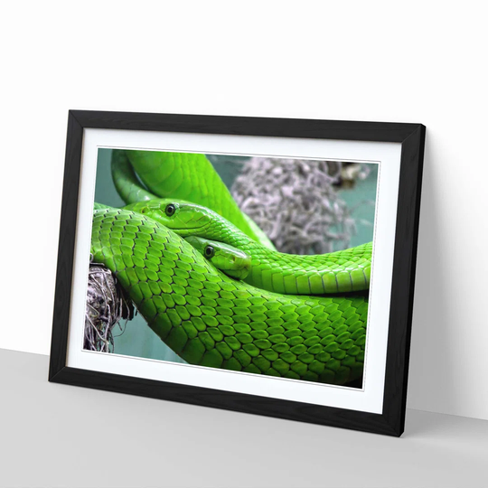 'Green Mamba Snakes' Framed Photographic Print