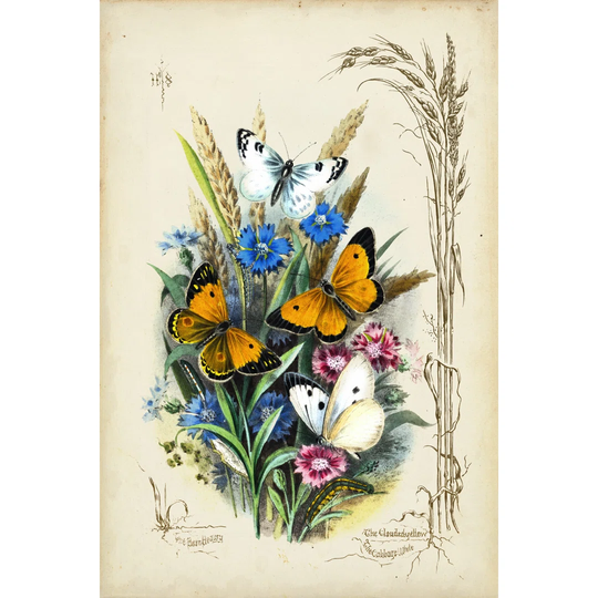 Victorian Butterfly Garden I - Wrapped Canvas Art Prints