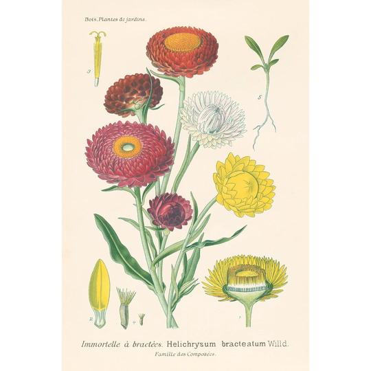 Antique Botanical XL Light by Wild Apple Portfolio - Wrapped Canvas Painting