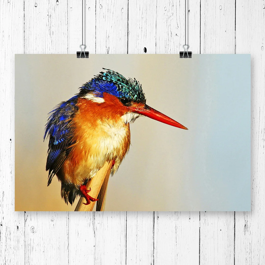 'Kingfisher Bird' Graphic Art