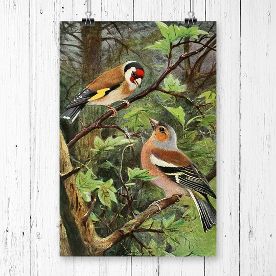 'Vintage Goldfinch & Chaffinch' by W Kuhnert Graphic Art