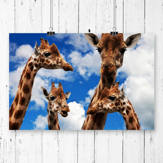 'Giraffes' Graphic Art