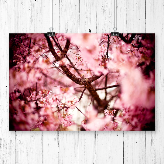 'Pink Cherry Blossom Tree Flowers' Graphic Art