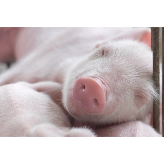 Young Sleeping Pig, Piglet After Sucking in Shed Sleep Well After Eating - Wrapped Canvas Photograph