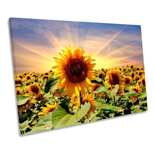 Sunflower Sunset Floral Flowers CANVAS WALL ART Picture Print