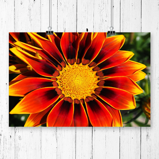 "Orange Flower Gazanie" Graphic Art