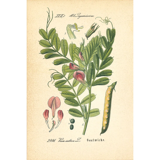 Botanical Vetch - Wrapped Canvas Graphic Art