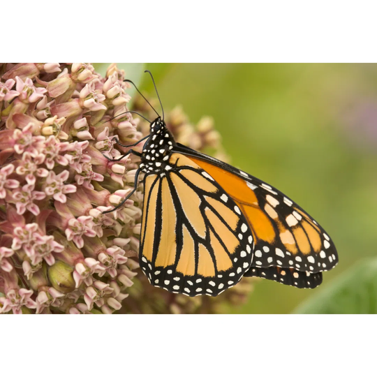 Monarch Butterfly Feeding on Milkweed - Wrapped Canvas Photograph
