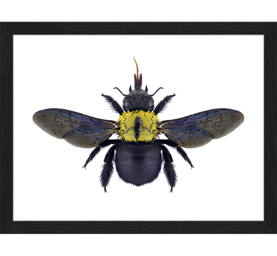 Bee Xylocopa Flavonigrescens - Picture Frame Graphic Art Print on Paper
