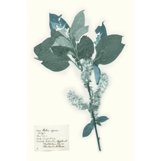 Pressed Flowers In Spa I