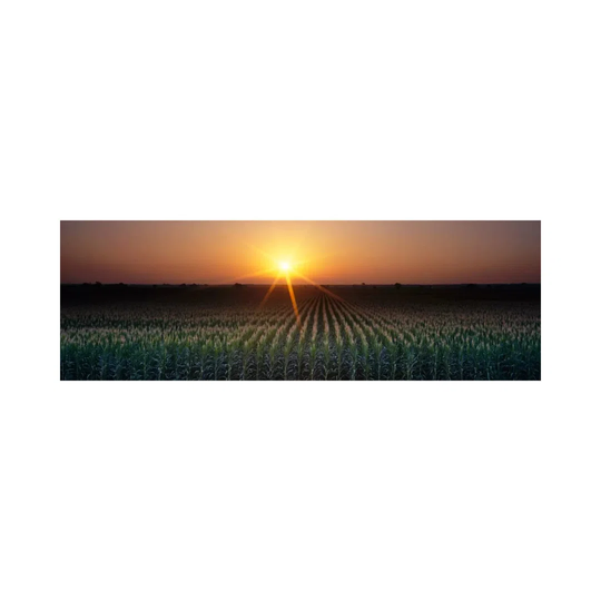Sunrise, Crops, Farm, Sacramento, California, USA