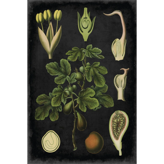 Study in Botany IV - Wrapped Canvas Painting