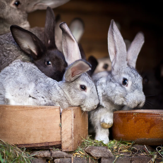 Young Rabbits Popping Out of a Hutch - Wrapped Canvas Photograph