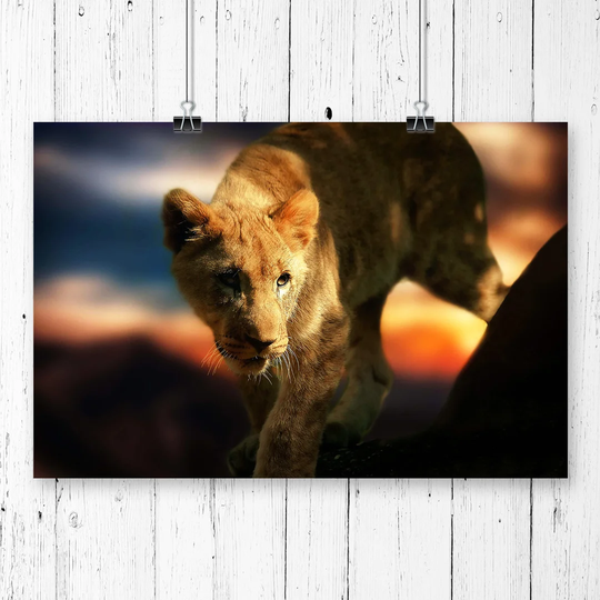 'Lion Cub' Photographic Print