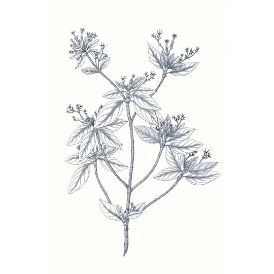 Indigo Botany Study III by Vision Studio - Wrapped Canvas Graphic Art