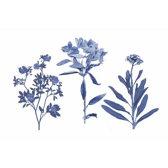 Indigo Pressed Florals II by Studio W - Wrapped Canvas Art Prints