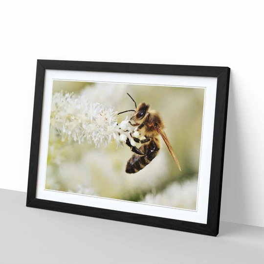 Bumble Bee Collecting Pollen 2 Framed Photographic Print