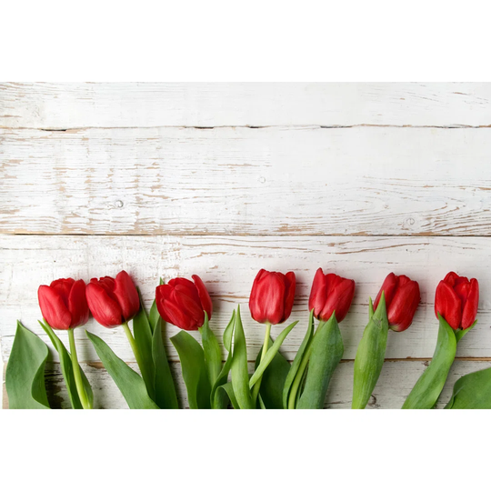 Beautiful Red Tulips on White Wooden Background by Nambitomo - Wrapped Canvas Photograph