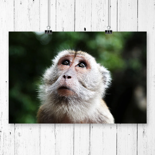 'Monkey' Photographic Print