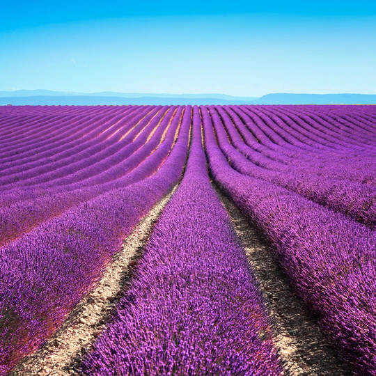 Lavender Flower Blooming Fields Endless Rows Valensole Provence by StevanZZ - Wrapped Canvas Photograph