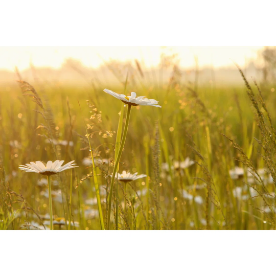Daisies At Dawn