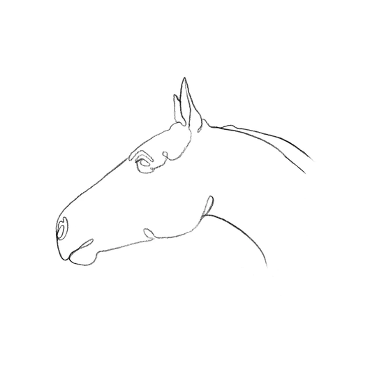 Equine Pencil Shape I by Emma Scarvey - Wrapped Canvas Drawing
