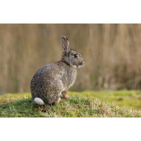 Wild Rabbit (Oryctolagus Cuniculus) - Wrapped Canvas Photograph
