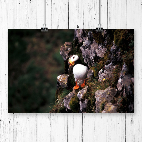 'Atlantic Puffin' Photographic Print