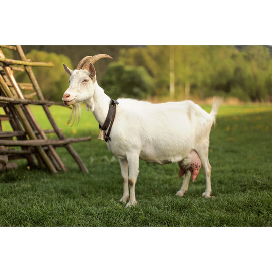 Female Goat Standing Next to Hay Stand by Lubo Ivanko - Wrapped Canvas Photograph