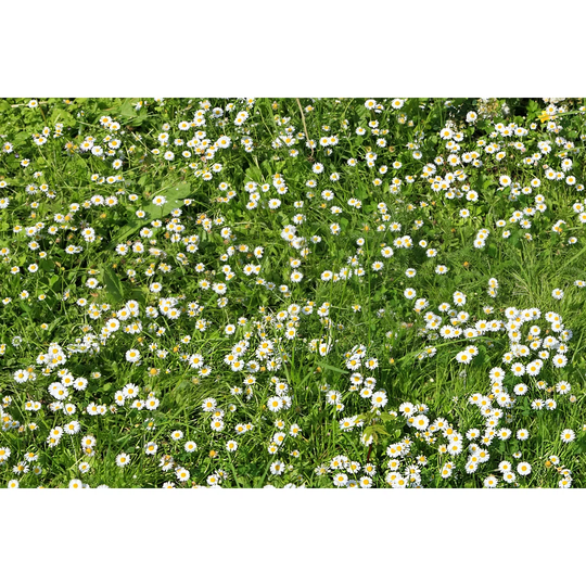Daisy Flower Background
