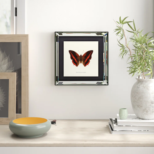 'Charaxes Cynthia' Framed Graphic Art Print on Glass