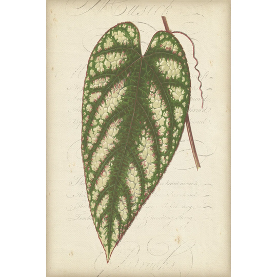 Textured Leaf Study II - Wrapped Canvas Art Prints