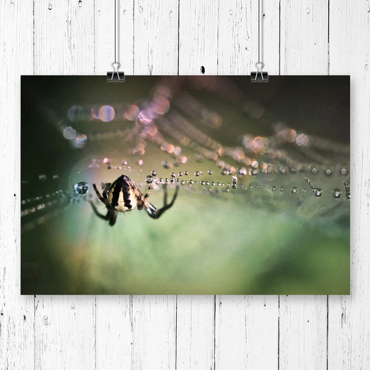 'Spider & Cobweb' Graphic Art