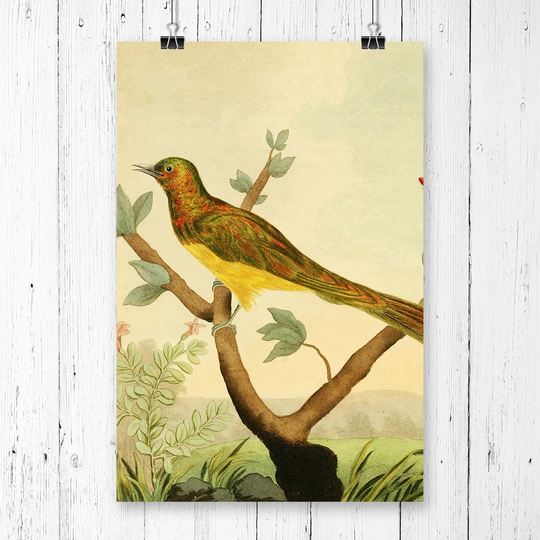 'Vintage Charles R Ryley Cupreous Cuckoo' Graphic Art