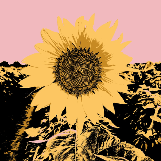 Pop Art Sunflower III by Jacob Green - Wrapped Canvas Graphic Art Print