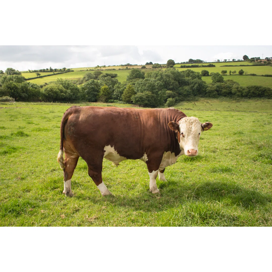 Hereford Bull in Field - Wrapped Canvas Photograph