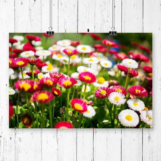 'Flower Prettys' Photographic Print