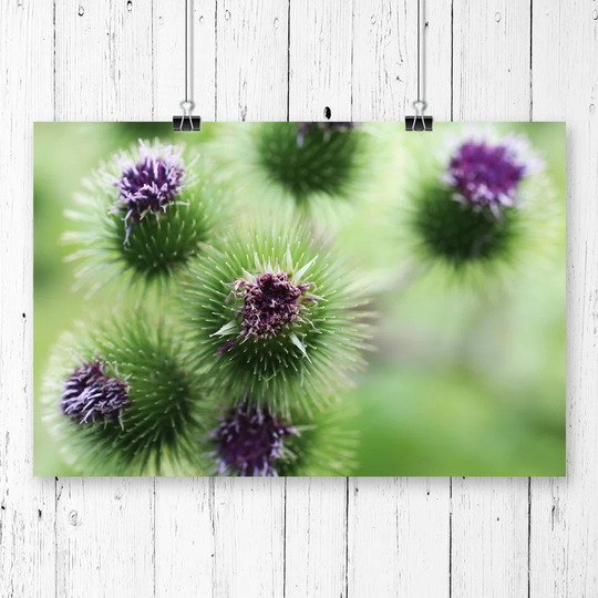 "Purple Flower Globe Thistles" Graphic Art