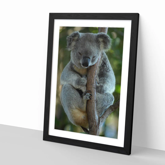 'Koala Bear 1' Framed Photographic Print