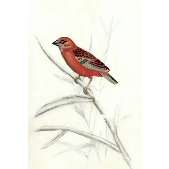Rustic Aviary IV by Naomi McCavitt - Wrapped Canvas Graphic Art
