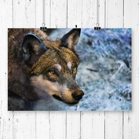 'Wolf in the Wild' Photographic Print