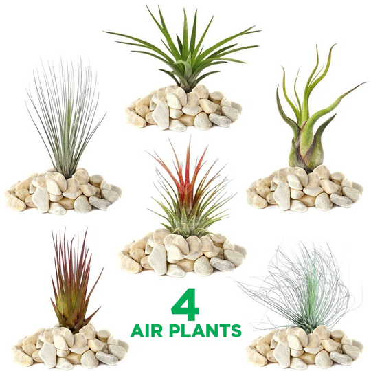 4 Piece Tillandsia Mix Set