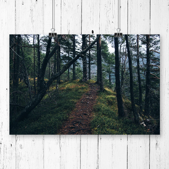 'Landscape Forest Nature' Photographic Print
