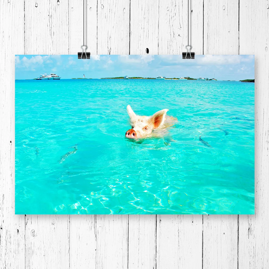 'The Bahamas Swimming Pig' Photographic Print